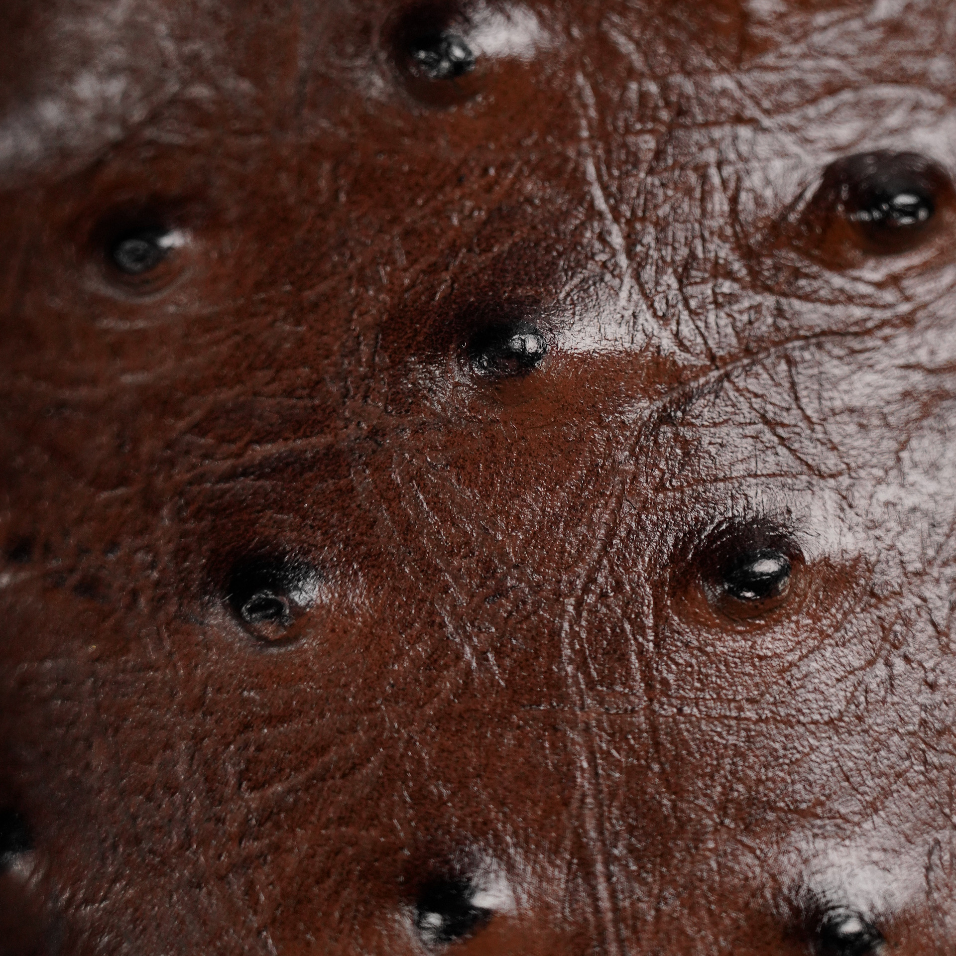 Brown Ostrich – Square Toe - Image 3