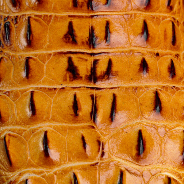 Honey Caiman Horn Back – Square Toe - Image 4
