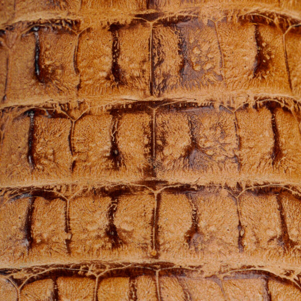 Tan Caiman Horn Back – Square Toe - Image 4