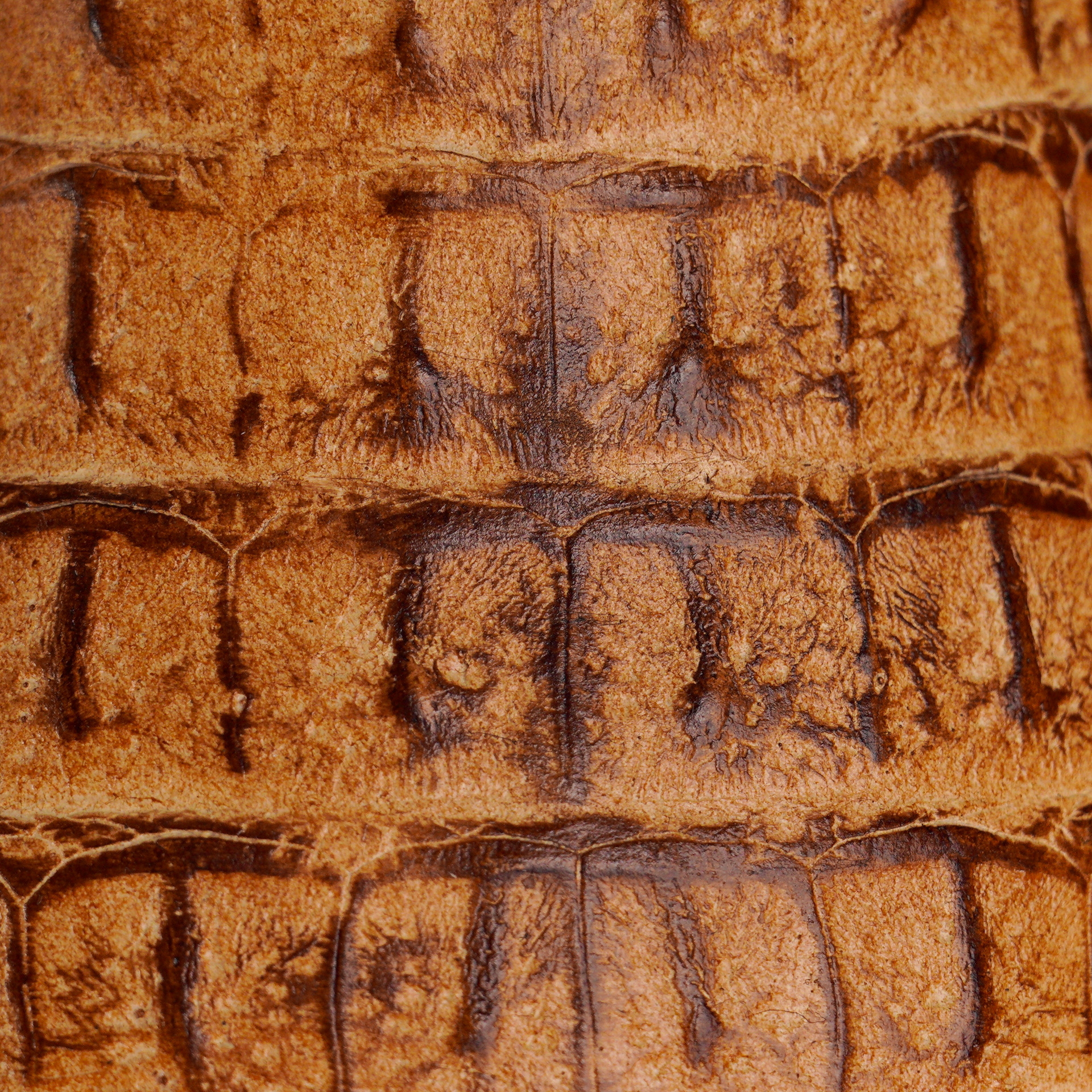 Honey Caiman Horn Back – Square Toe - Image 3