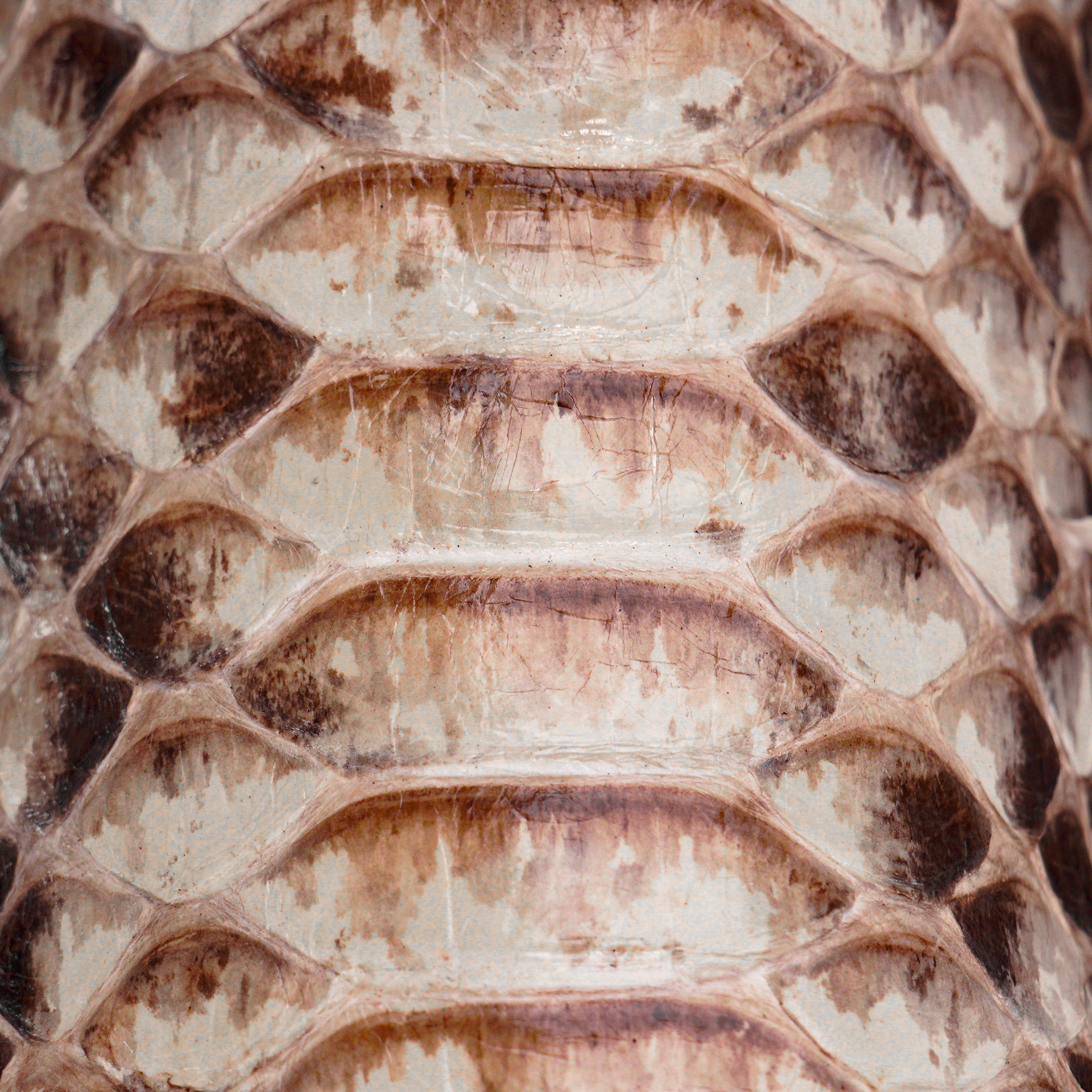 AUTHENTIC Natural Python – Square Toe - Image 3