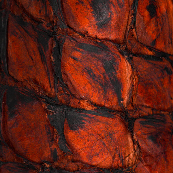 AUTHENTIC Cognac Pirarucu – Square Toe - Image 3