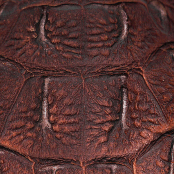 Matte Brown Caiman Neck - Square Toe - Image 4