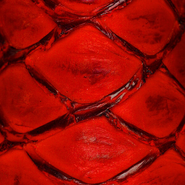 Red Pirarucu – Square Toe - Image 4