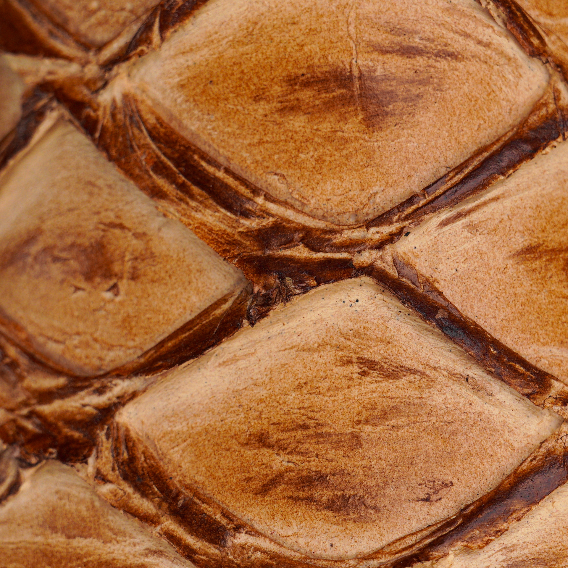 Orix Pirarucu – Square Toe - Image 3