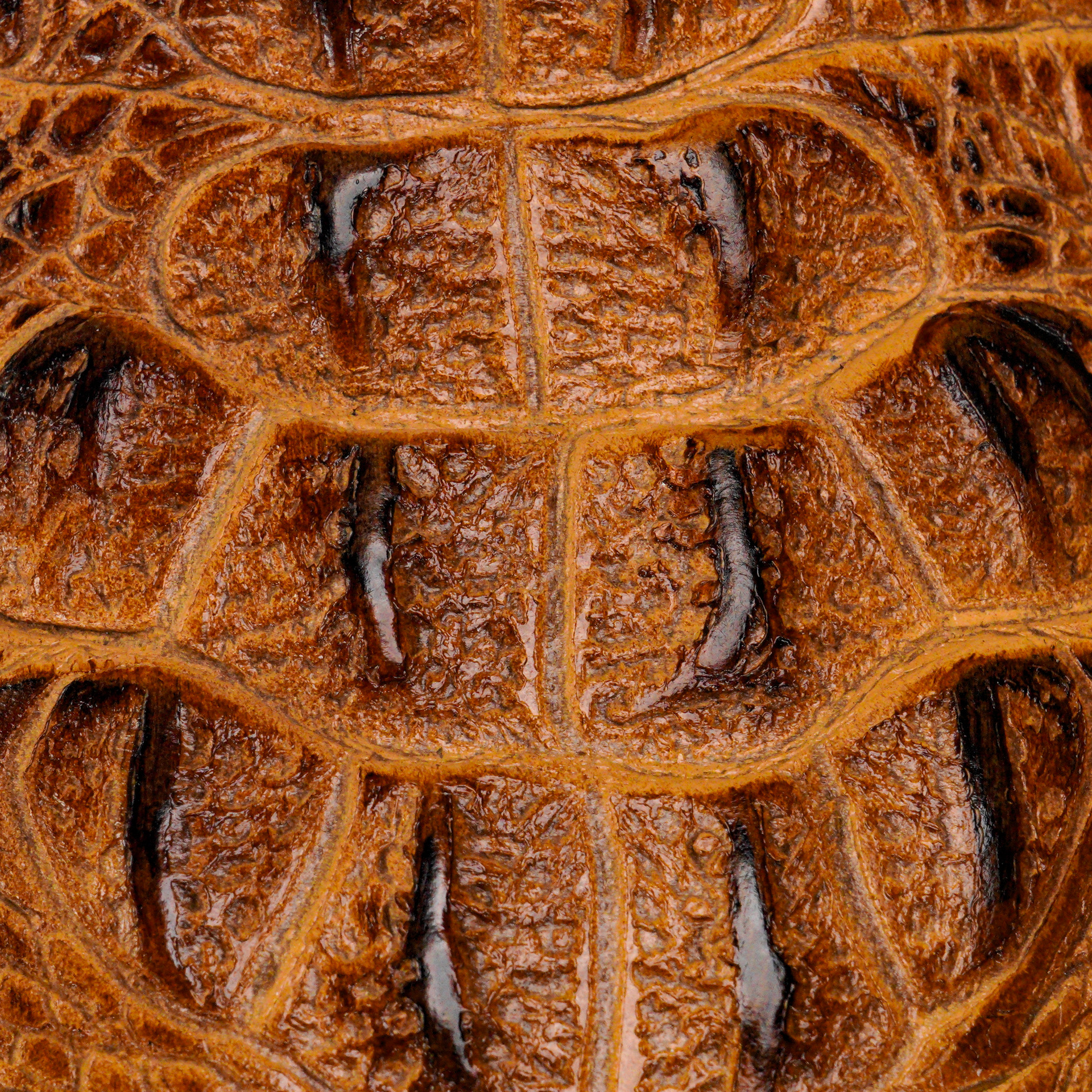 Honey Caiman Neck - Square Toe - Image 3