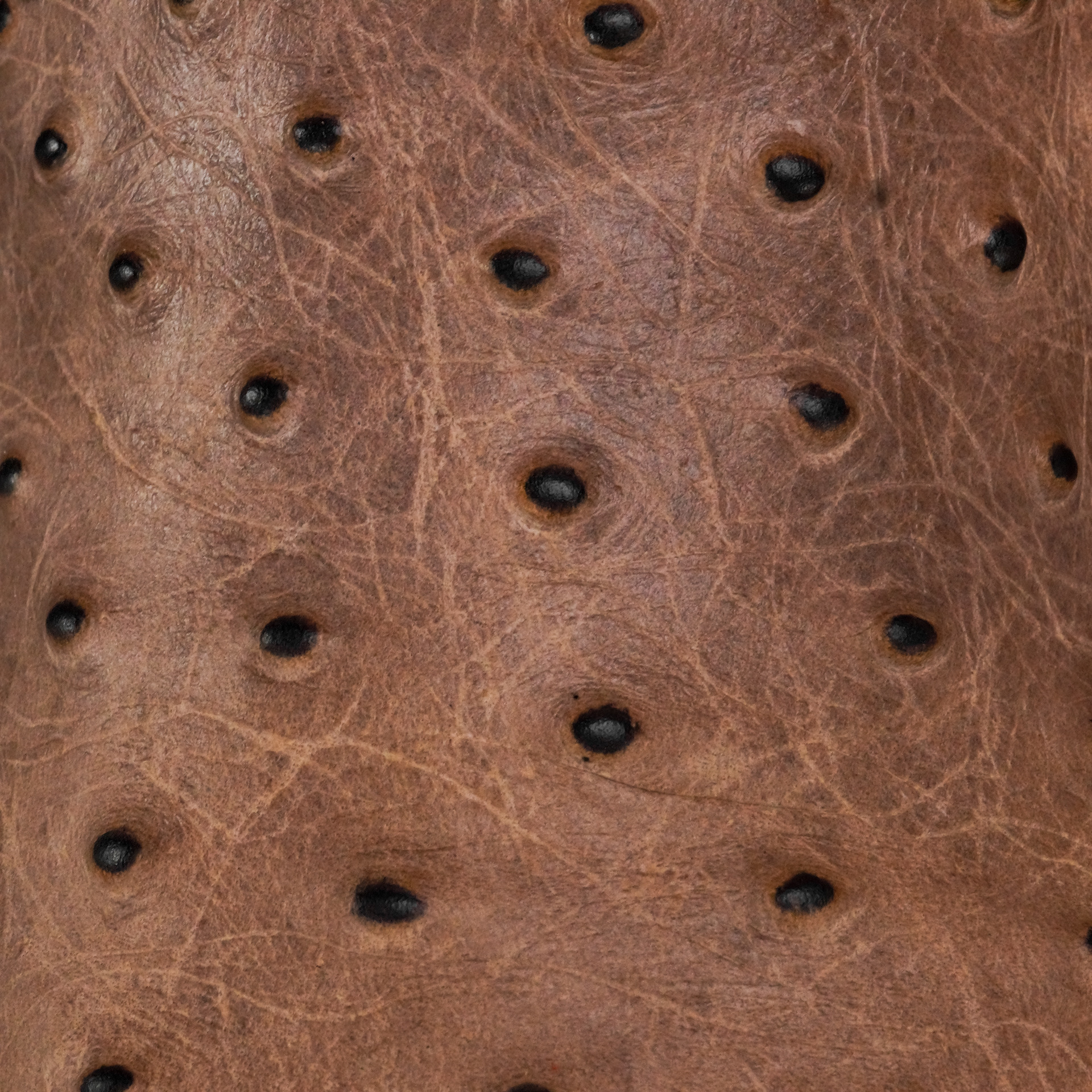 Matte Bone Caiman Neck - Square Toe - Image 4