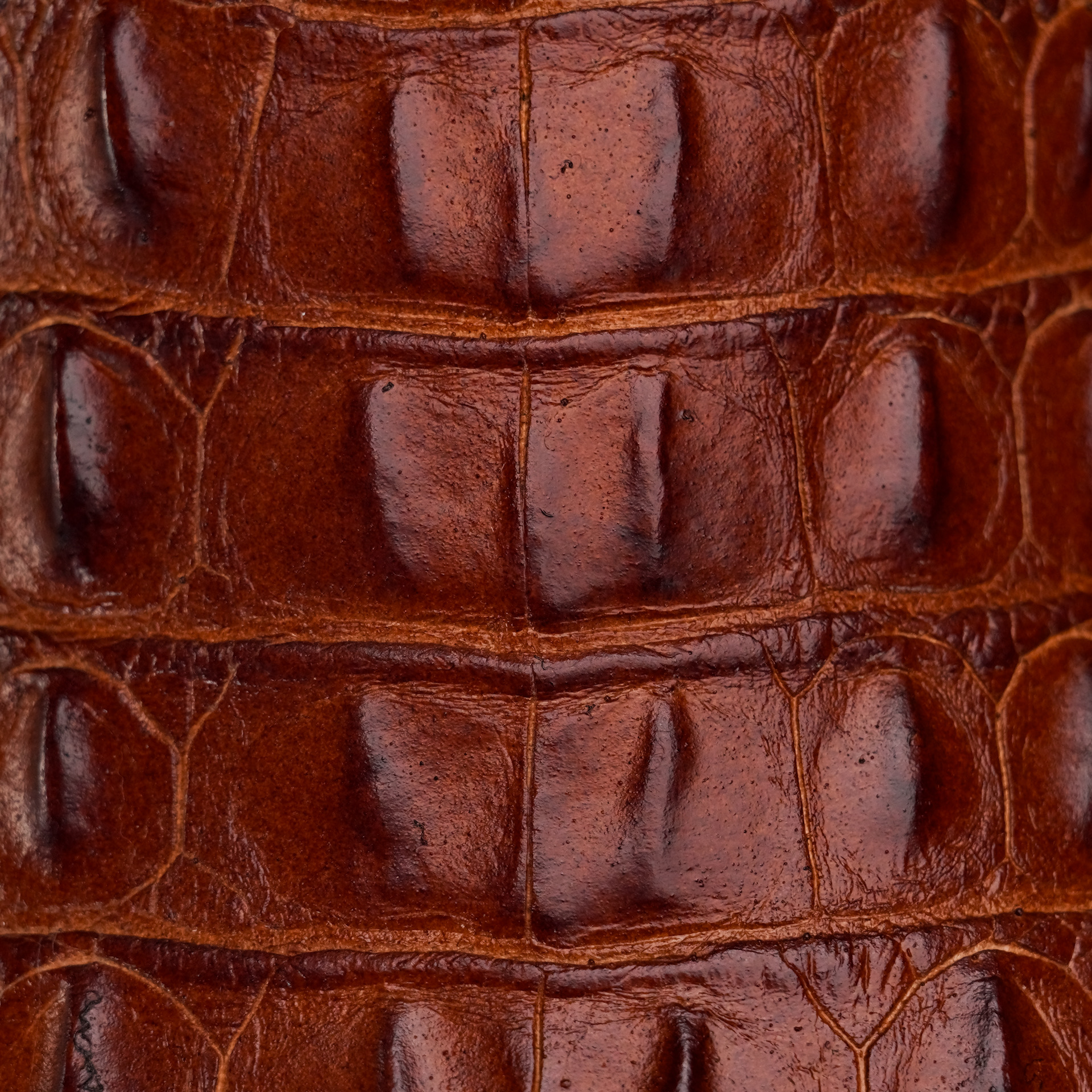 Taupe Caiman Horn Back – Square Toe - Image 3