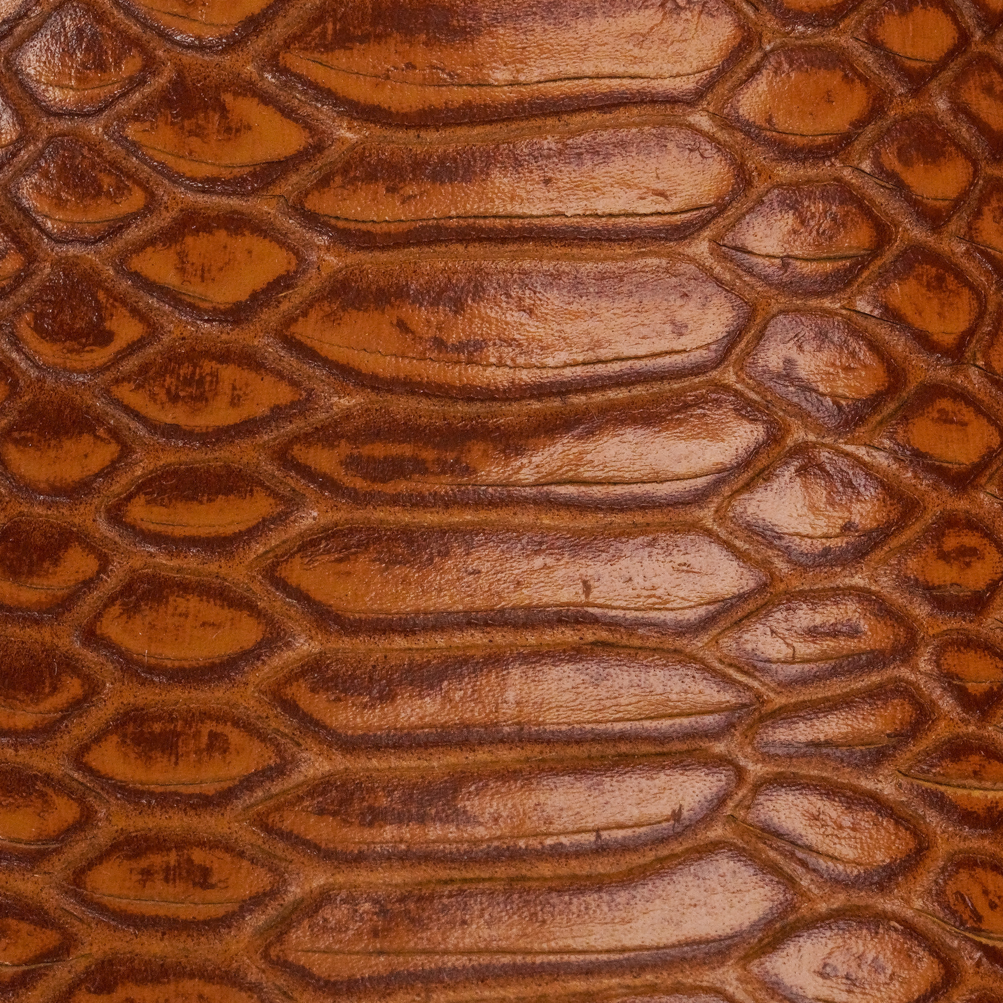 Honey Python – Square Toe - Image 3