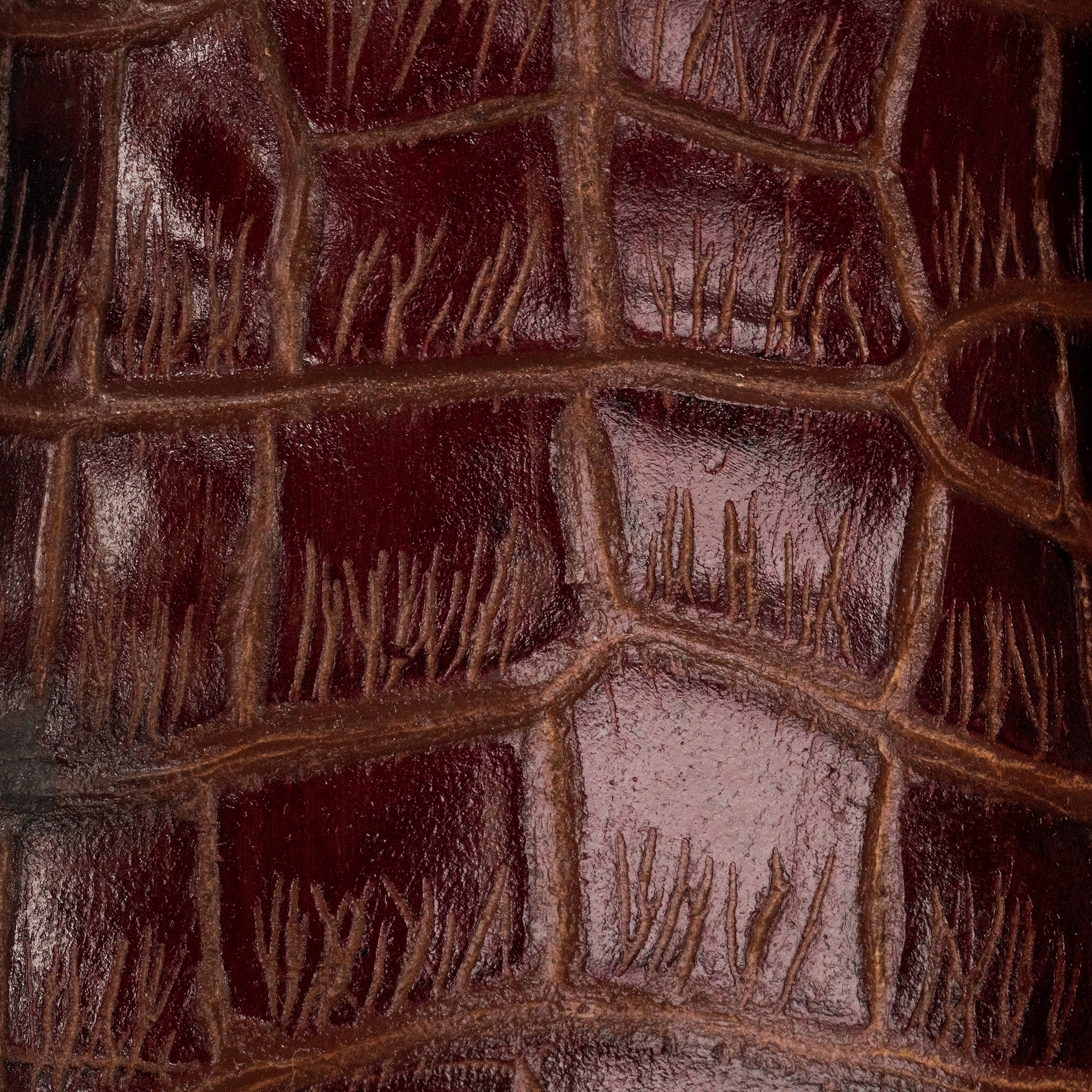 Cherry Alligator Belly - Square Toe - Image 4