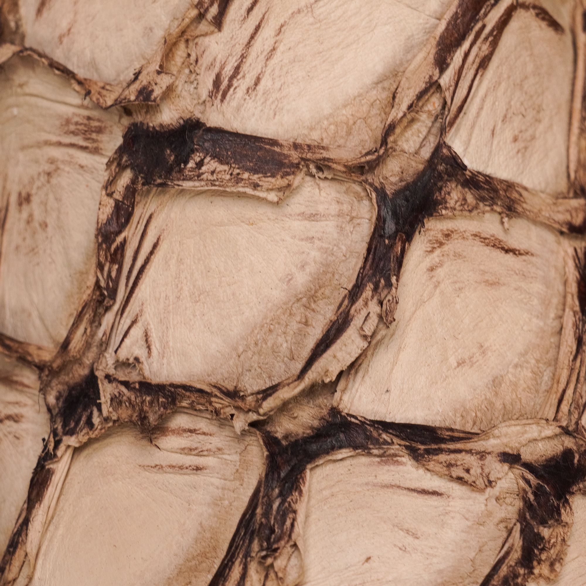 AUTHENTIC Mink Pirarucu – Square Toe - Image 4