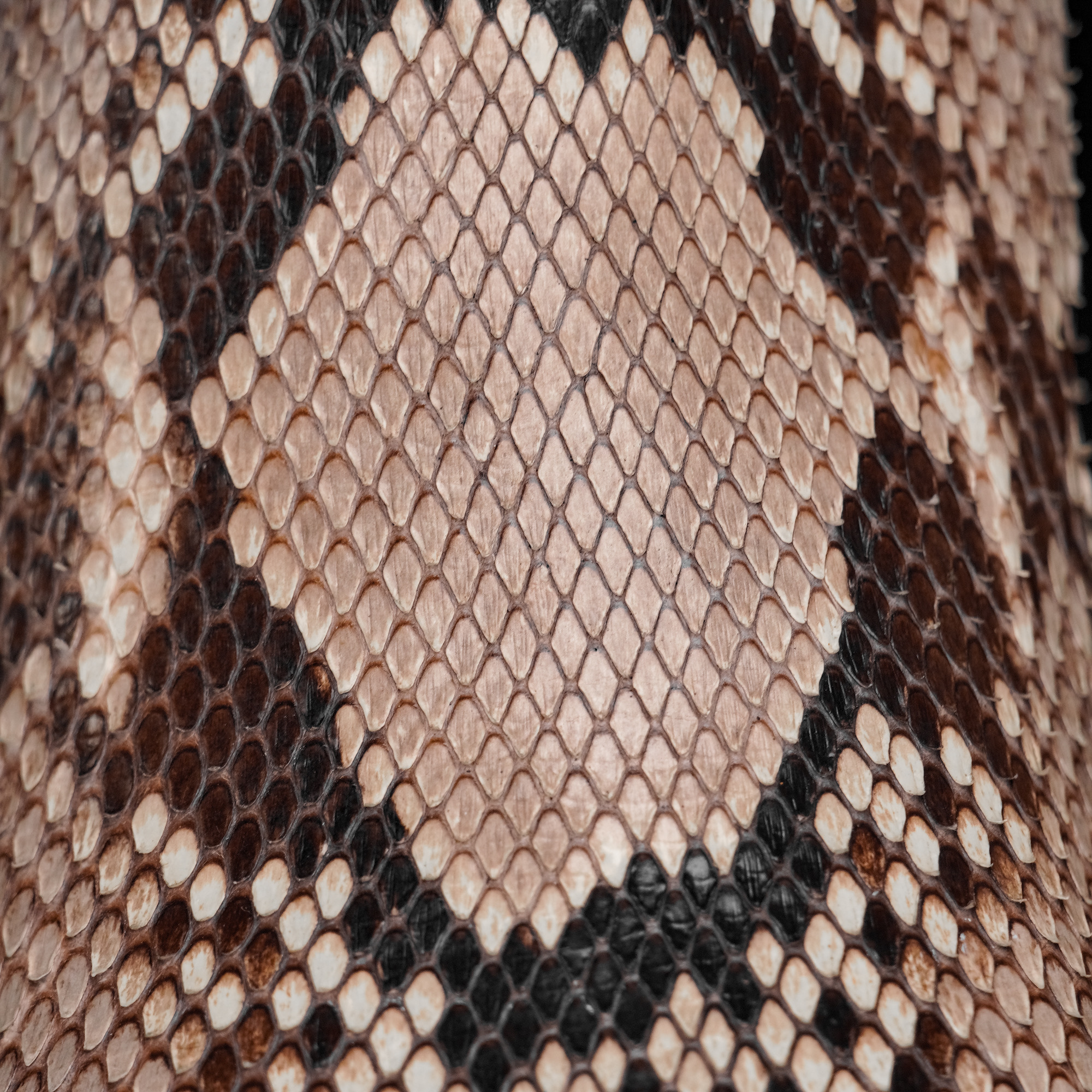 AUTHENTIC Natural Python Belly – Square Toe - Image 5