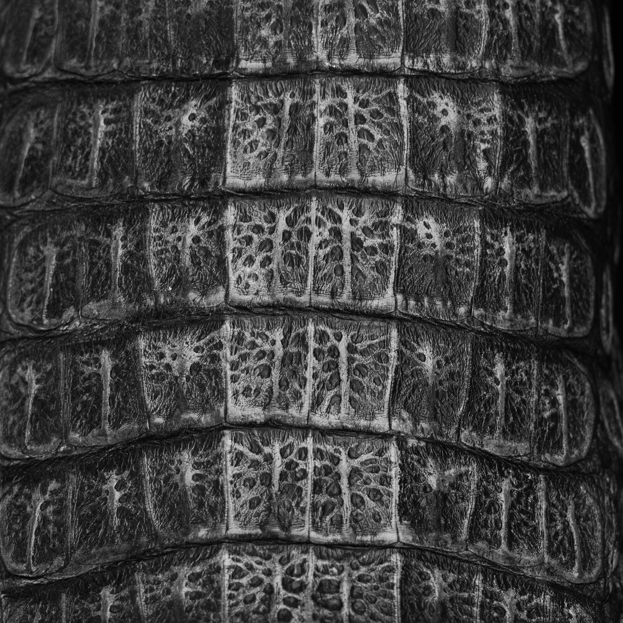 AUTHENTIC Gray Caiman Horn Back – Square Toe - Image 3