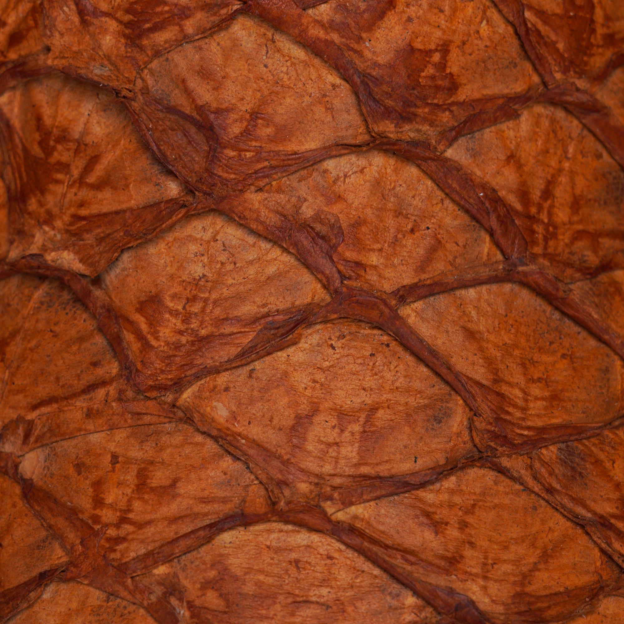 AUTHENTIC Humbert Pirarucu – Square Toe - Image 3