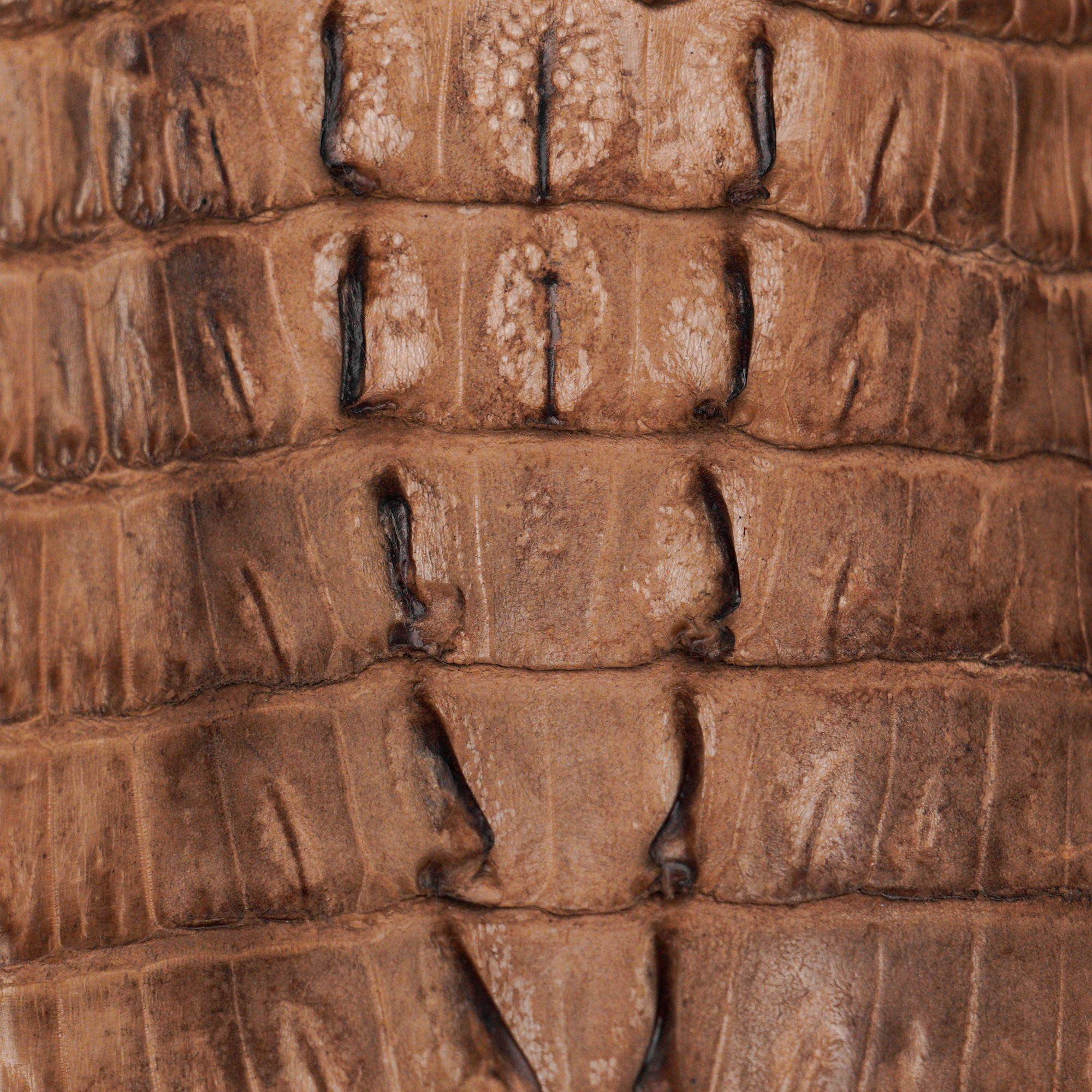 AUTHENTIC Mink Caiman Tail – Square Toe - Image 3