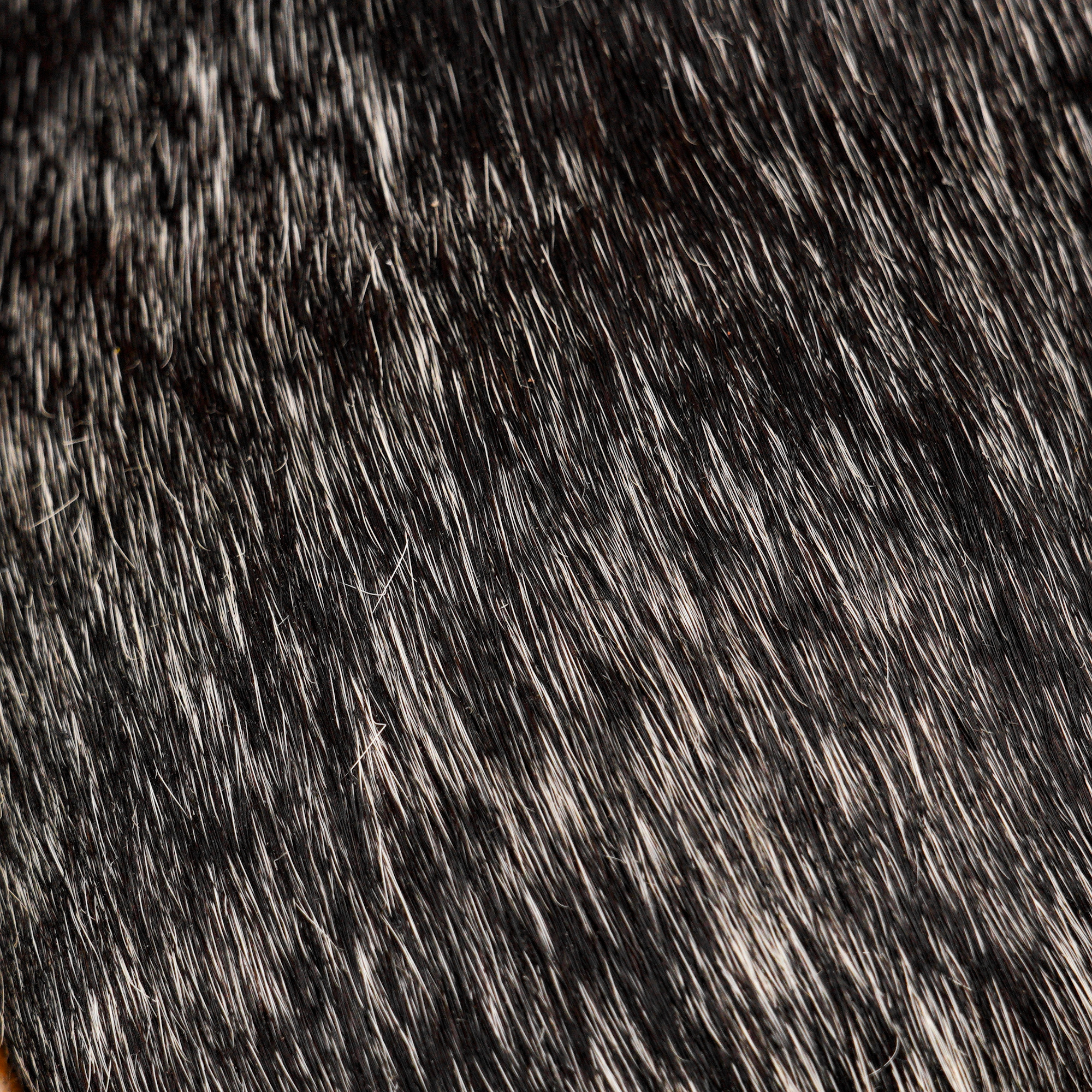 Genuine Hair on Hide – Square Toe - Image 4