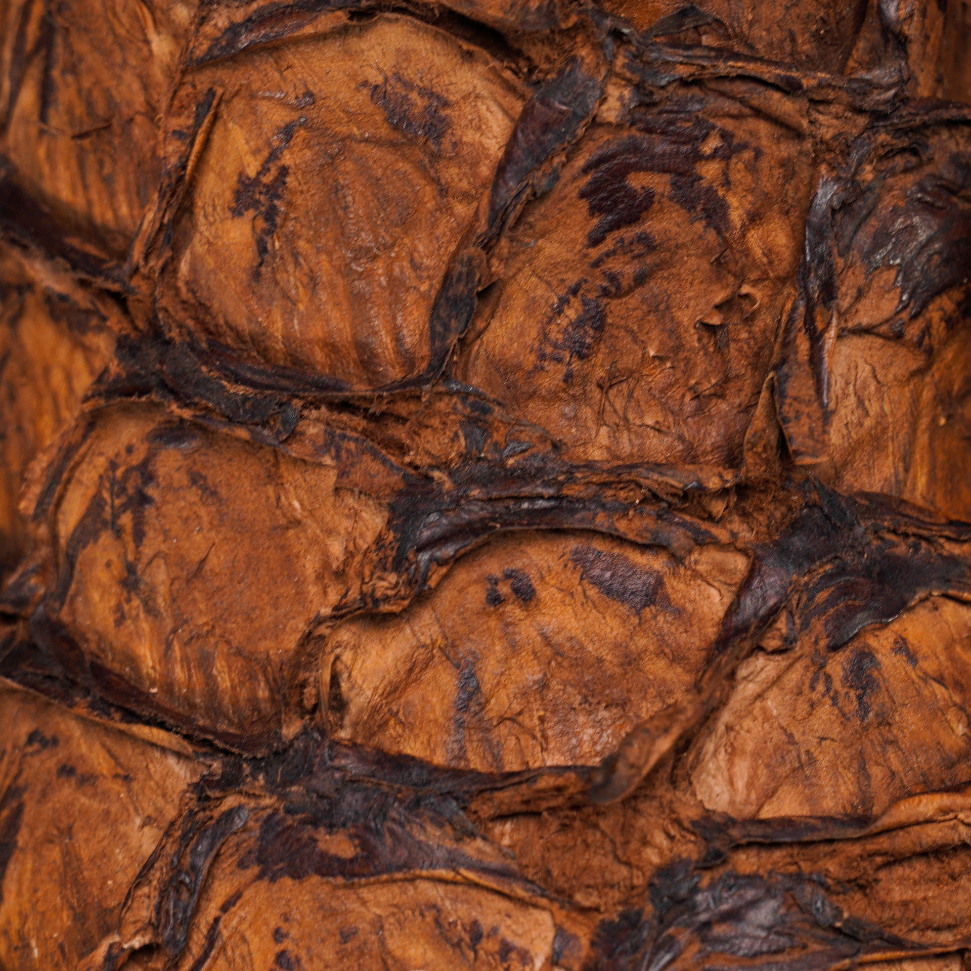 AUTHENTIC Brown Pirarucu – Square Toe - Image 4