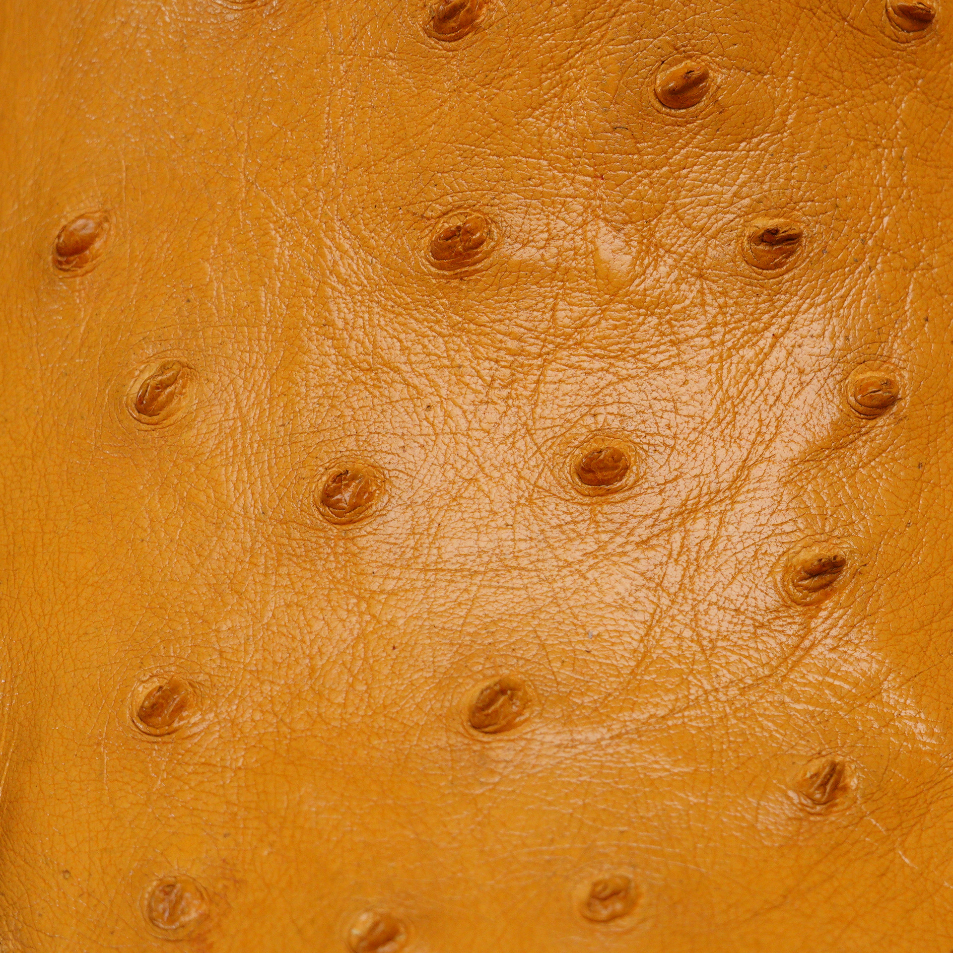 Genuine Honey Full Quill Ostrich - Cutter Toe (FREE Belt & Wallet) - Image 4