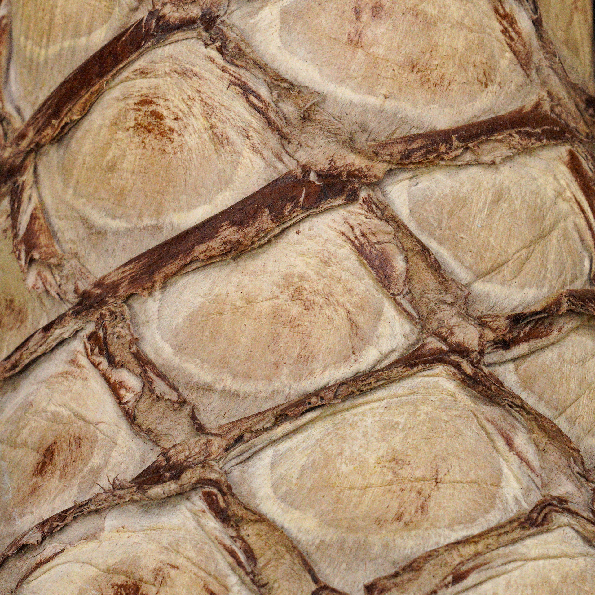 AUTHENTIC Bone Pirarucu – Arena Square Toe - Image 4