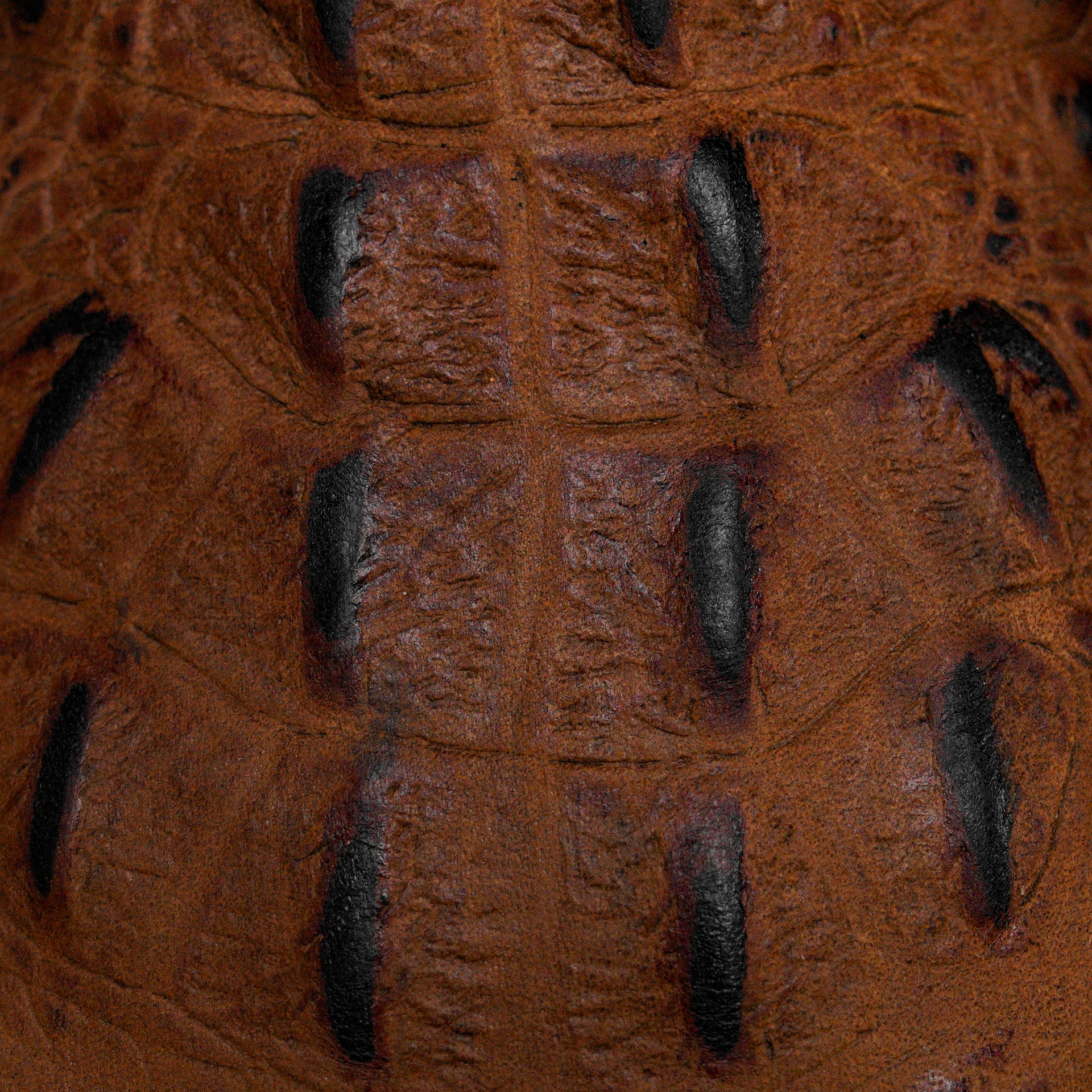 Matte Brown Caiman Neck - Square Toe - Image 4