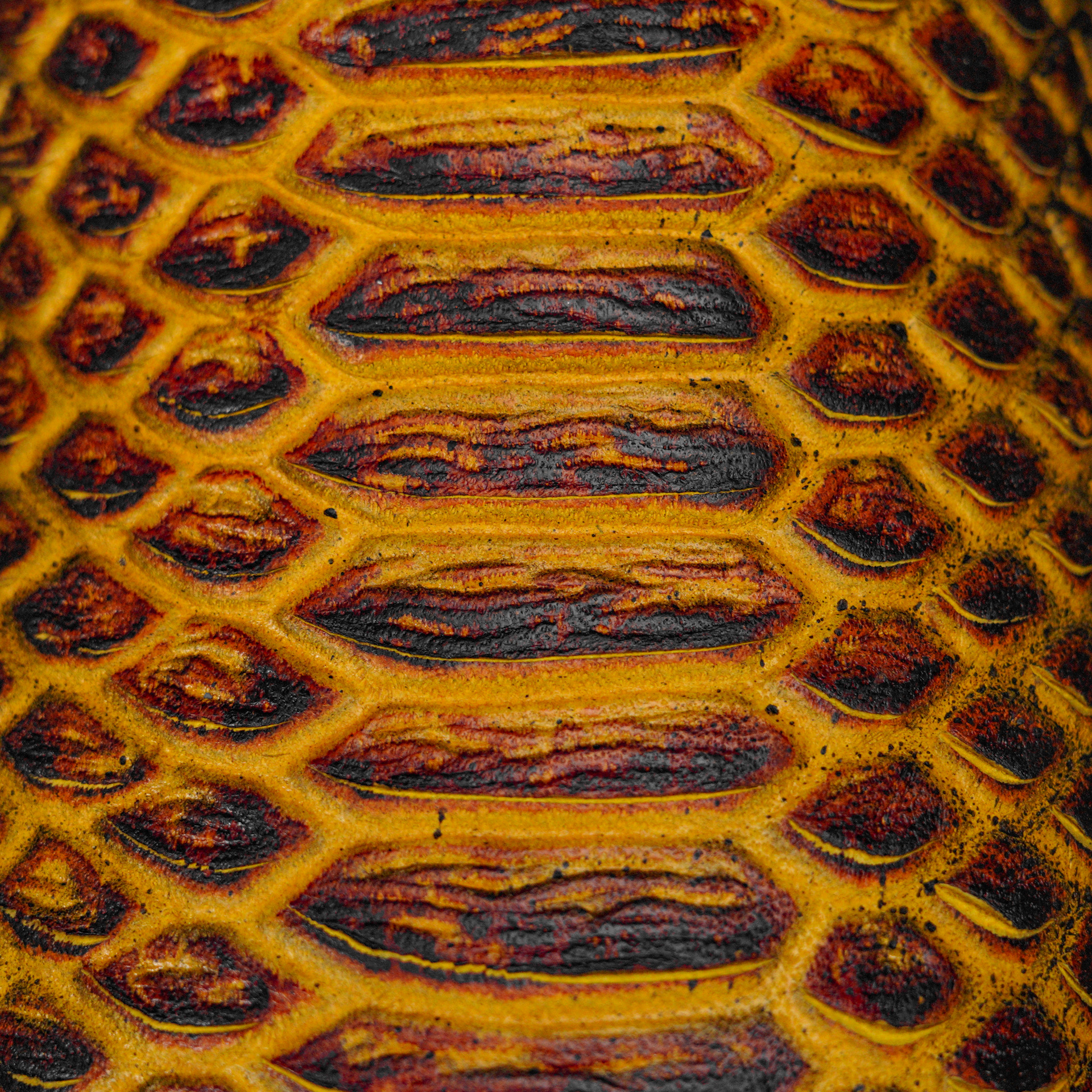 Matte Honey Python – Square Toe - Image 4