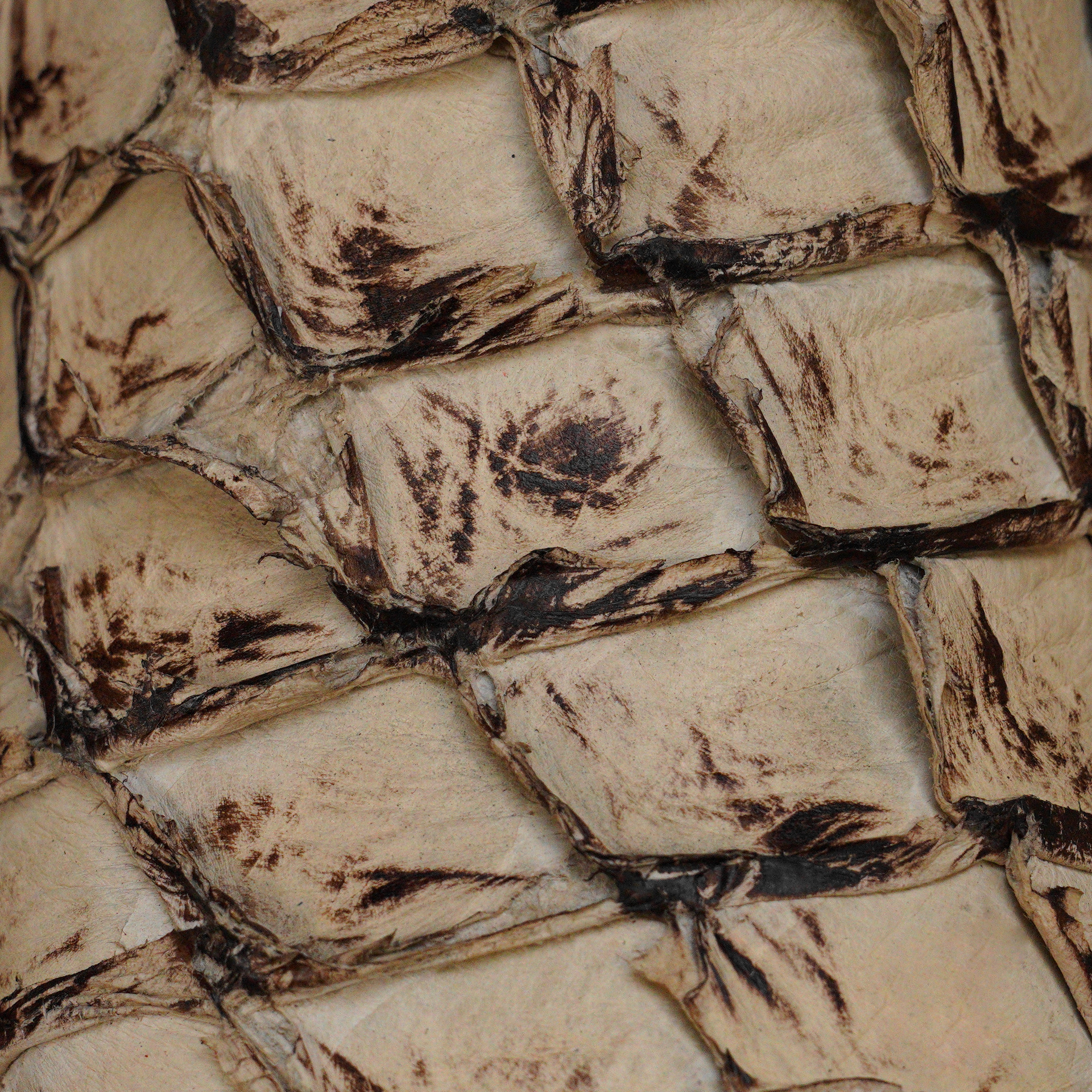 AUTHENTIC Bone Pirarucu – Square Toe - Image 4