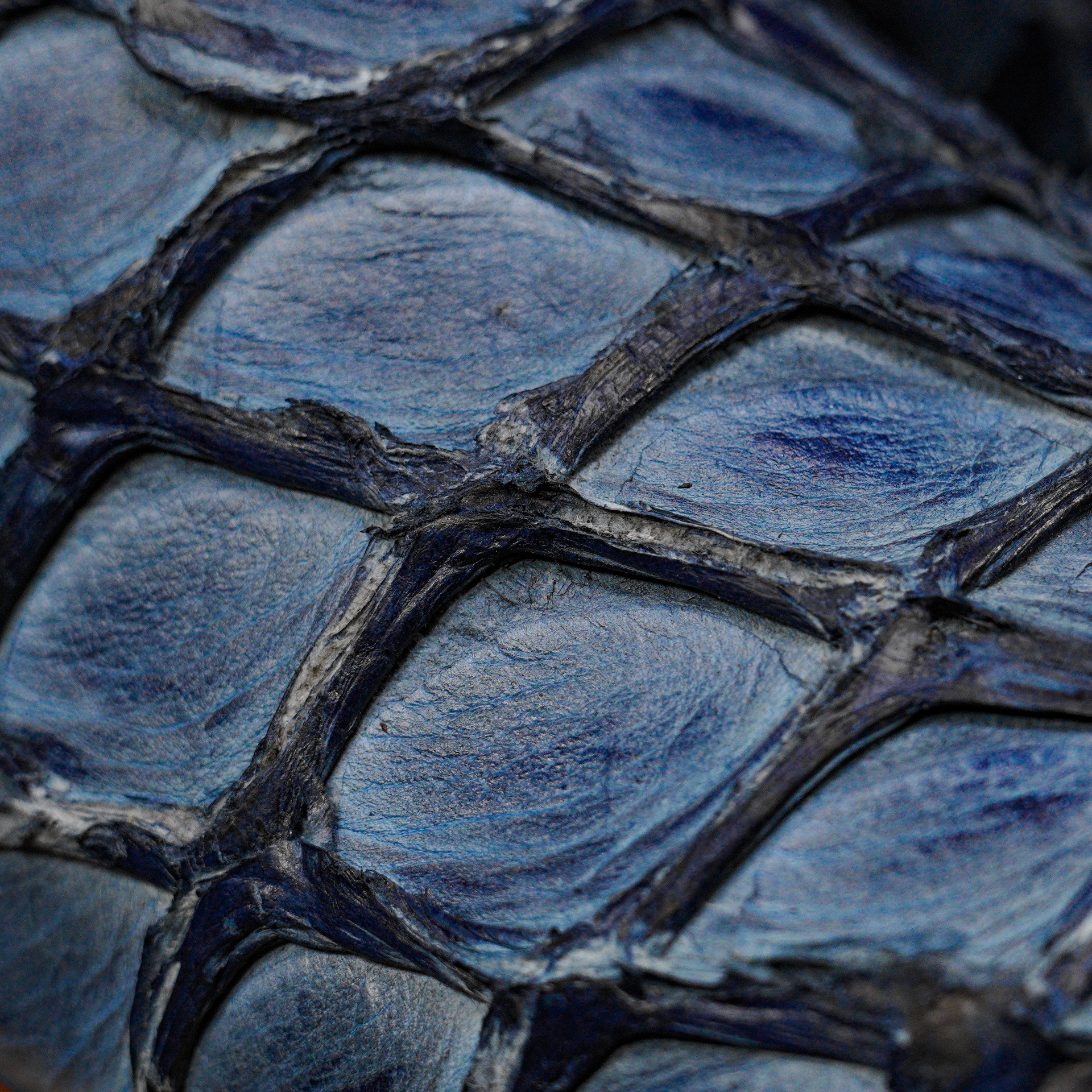 AUTHENTIC Baby Blue Pirarucu – Square Toe - Image 5