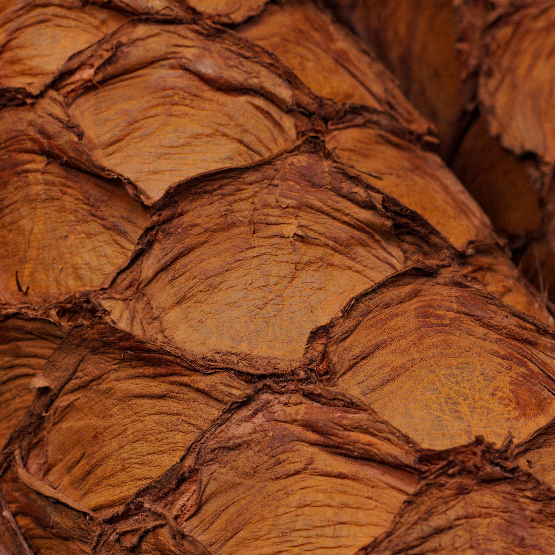 AUTHENTIC Matte Brown Pirarucu – Square Toe - Image 4