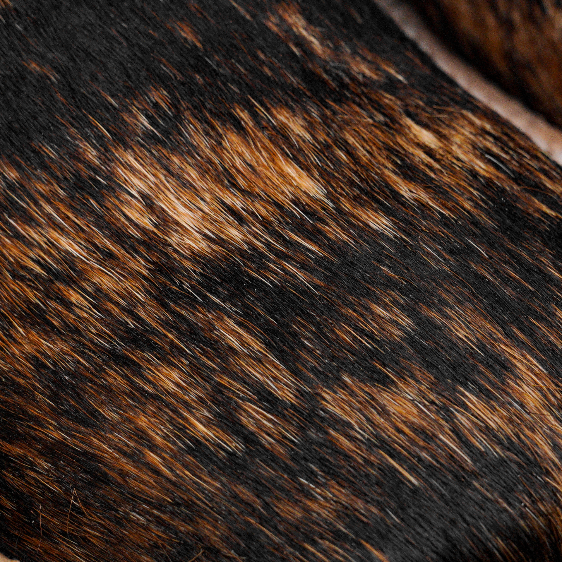 Authentic Hair on Hide – Square Toe - Image 4