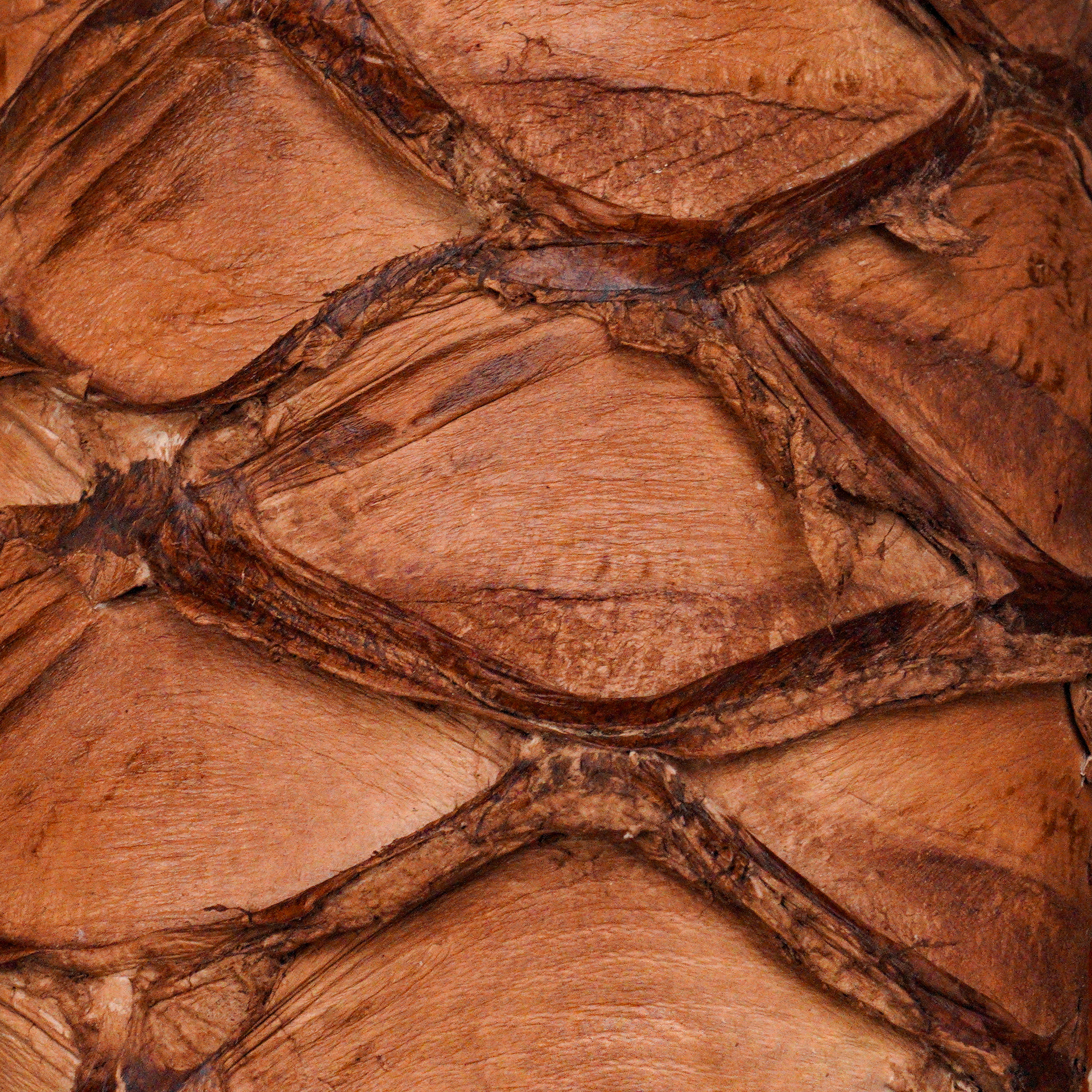 AUTHENTIC Matte Brown Pirarucu – Square Toe - Image 4