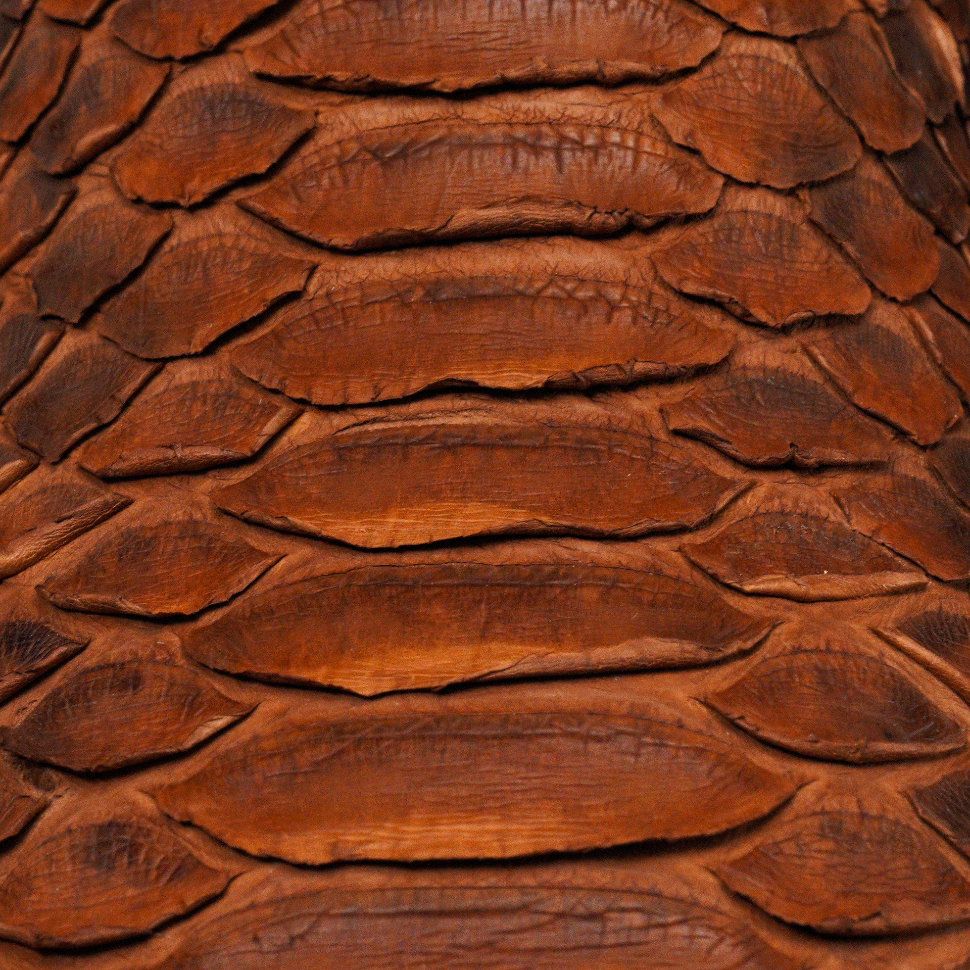 AUTHENTIC Porto Python – Square Toe - Image 5