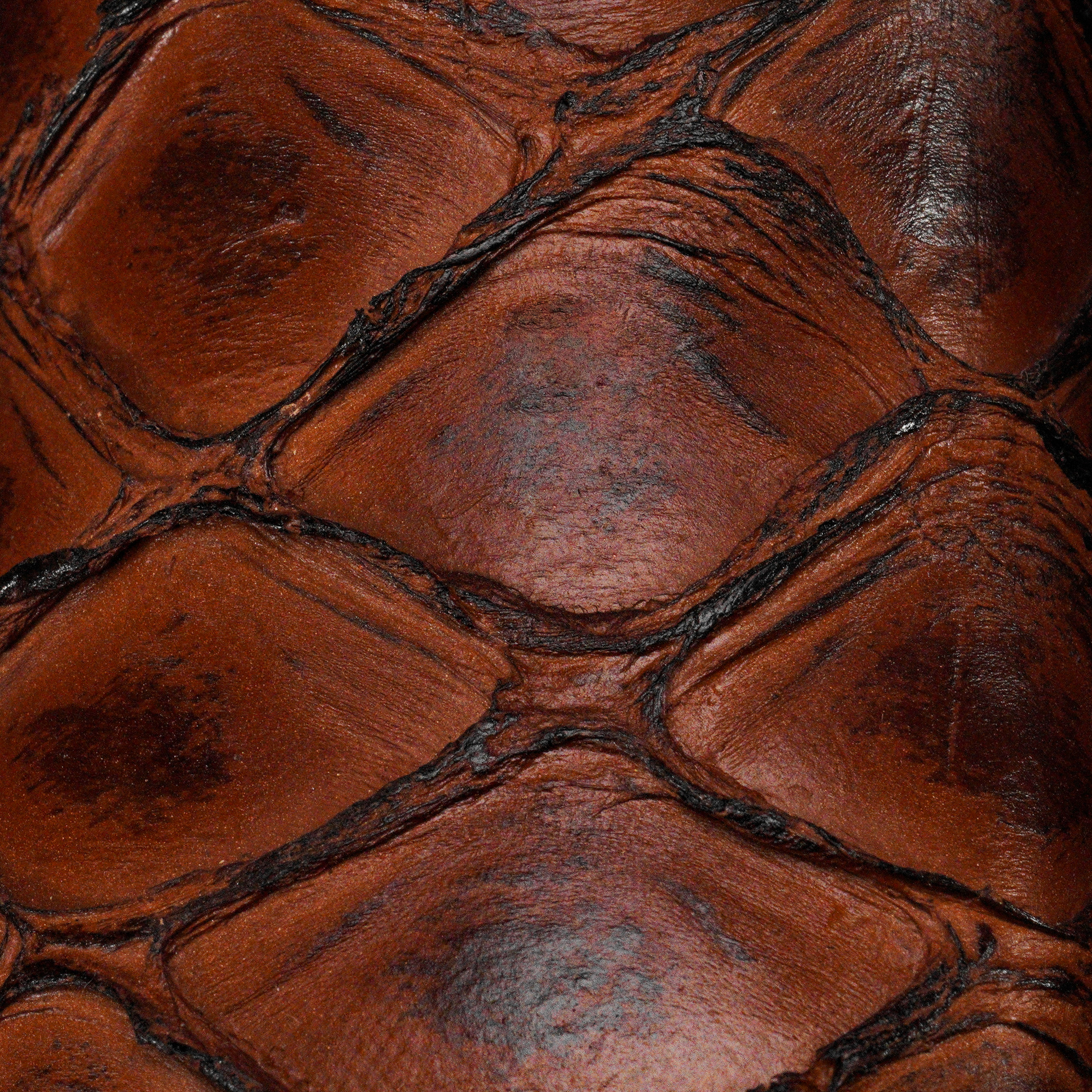 Brown Pirarucu – Square Toe - Image 5