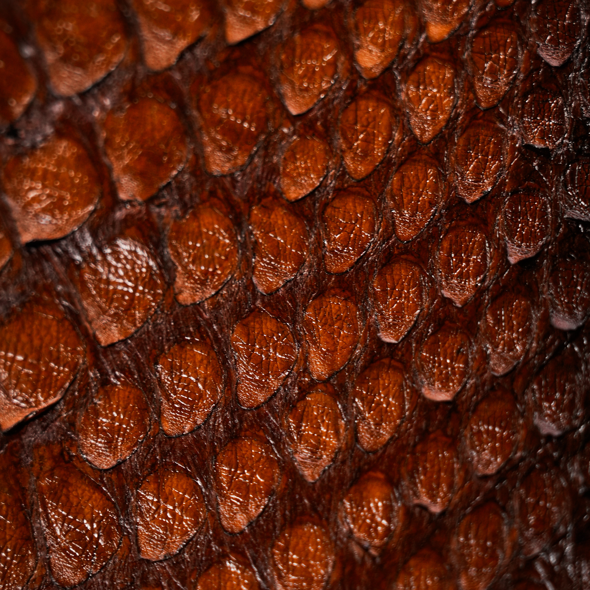 AUTHENTIC Brandy Python iPhone Case - Image 5