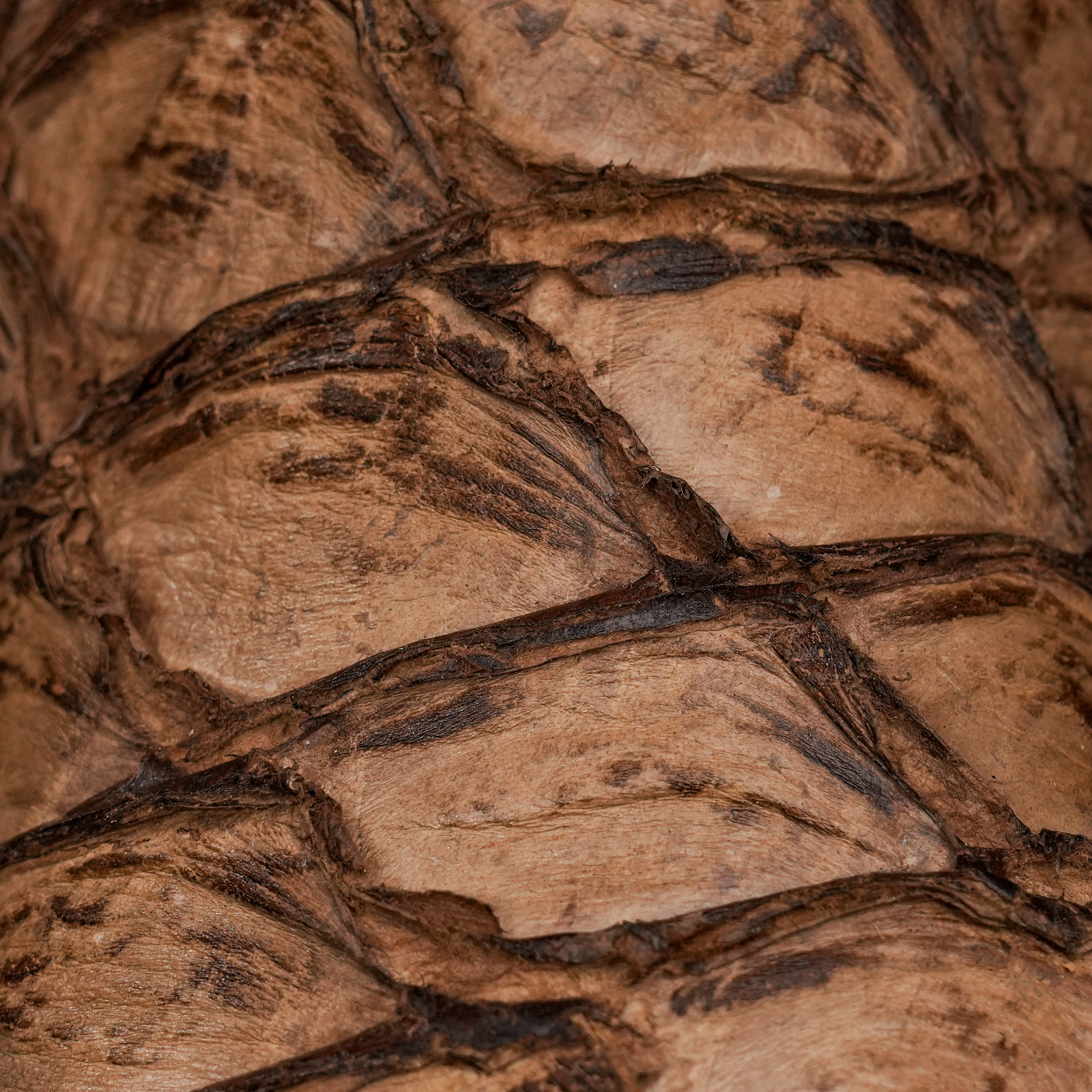 AUTHENTIC Brown Pirarucu – Arena Square Toe - Image 4